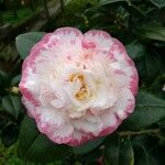 Camellia japonica പുഷ്പം