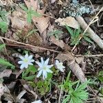 Anemonella thalictroides Fulla