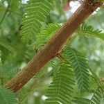 Mimosa polycarpa Bark