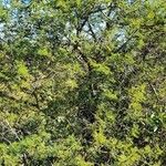 Vachellia caven Συνήθη χαρακτηριστικά