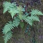 Polypodium × mantoniae