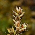 Carex heleonastes ফুল