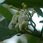 Tabernaemontana macrocarpa Blüte