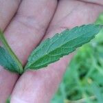 Verbena litoralis Leaf