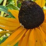 Rudbeckia fulgida Kvet