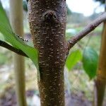 Cornus hongkongensis Bark