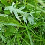 Achillea clavennae Folha