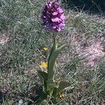 Orchis purpurea Deilen