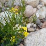 Barbarea rupicola Flor