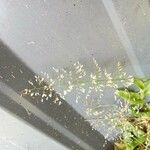 Eragrostis unioloides ফুল