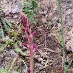 Orobanche pubescens Цвят