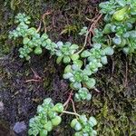 Sedum oreganum Ліст