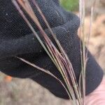 Schizachyrium scoparium Blatt