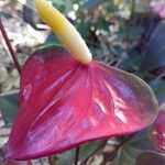 Anthurium andraeanum Flower