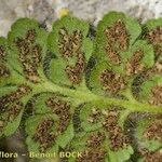 Asplenium hispanicum Leaf