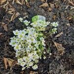 Saxifraga rosaceaCvet