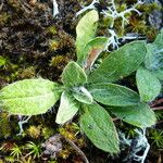 Pilosella officinarum Blad