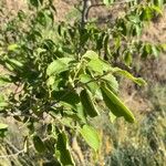 Celtis australis Leaf