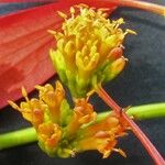 Warszewiczia coccinea Flower