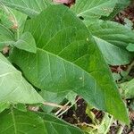 Nicotiana sylvestris Blad