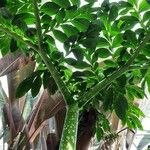 Amorphophallus titanum Blatt