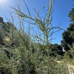 Artemisia californica Folha