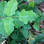 Toxicodendron diversilobum Hostoa