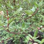 Cornus sericeaPlod