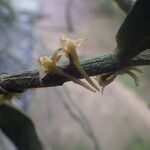 Tridactyle anthomaniaca Floro