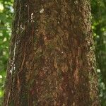 Pouteria venosa 樹皮
