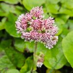 Petasites pyrenaicus Blüte
