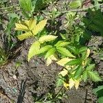 Rubus illecebrosus Leaf