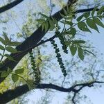 Juglans major Flower