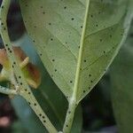 Heisteria parvifolia Leaf