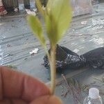 Catha edulis Φύλλο