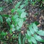 Inga gracilifolia Folla
