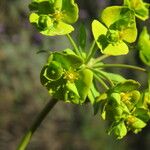Euphorbia biumbellata Blomst