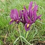 Iris reticulataFlower