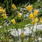 Aquilegia aurea Flower