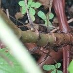 Pelargonium multibracteatum Bark