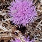 Carlina gummifera Virág