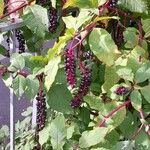 Phytolacca americana Агульны выгляд