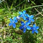 Gentiana utriculosa Bloem