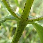 Rhinanthus major Bark