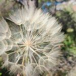 Tragopogon dubiusFlower