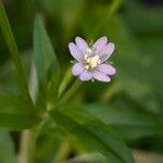 Epilobium palustre 花