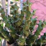 Euphorbia lenewtonii Ліст