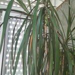 Dracaena reflexaᱥᱟᱠᱟᱢ