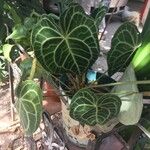 Anthurium clarinervium List