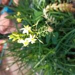 Bulbine frutescens花